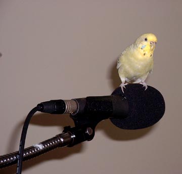Crappy The Bird